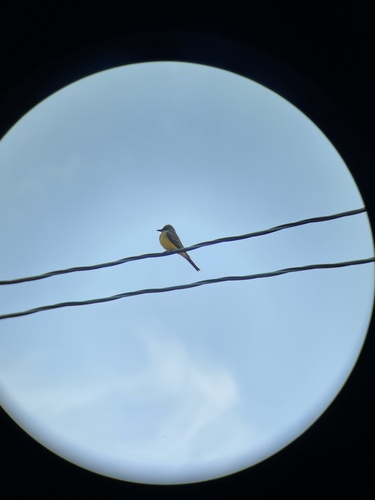 Tropical Kingbird