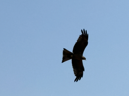 Black Kite
