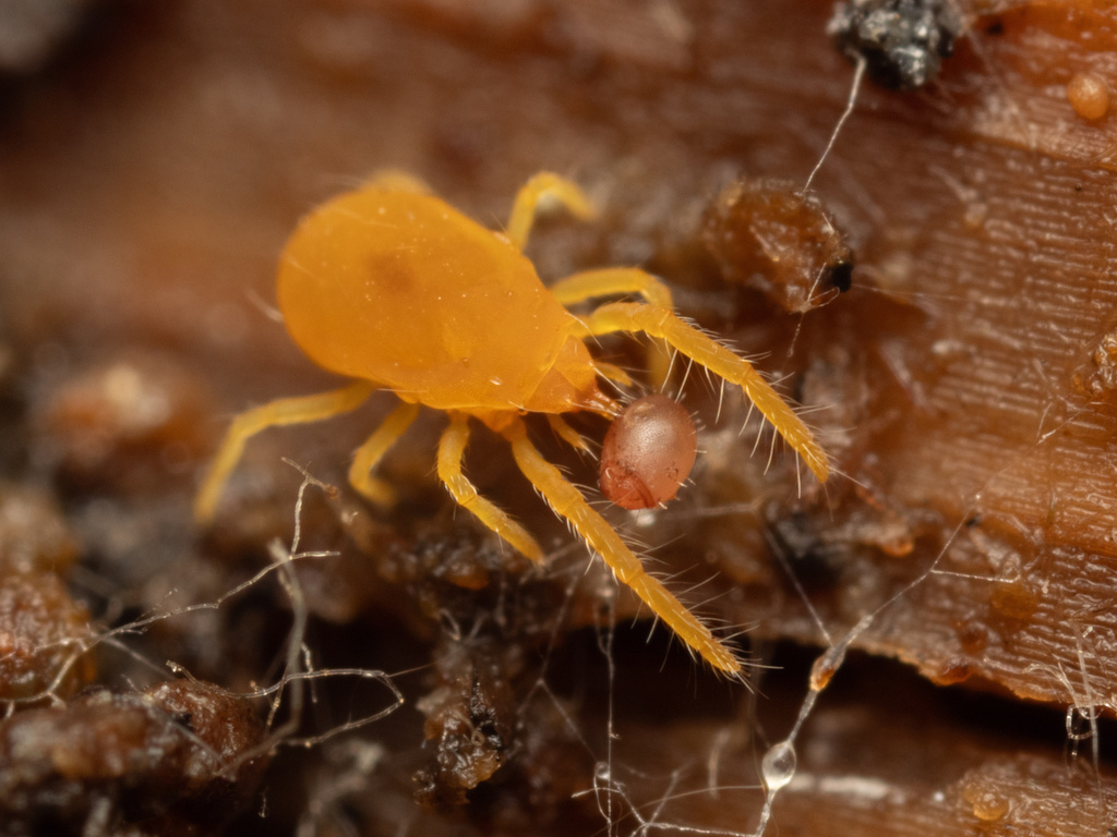 Labidostommatidae