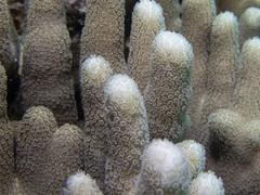 Porites cylindrica