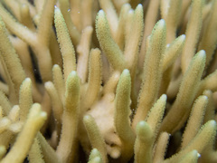 Seriatopora caliendrum