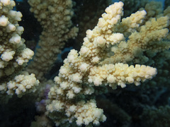 Acropora florida