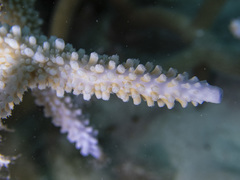Acropora intermedia