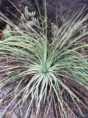 Hesperoyucca