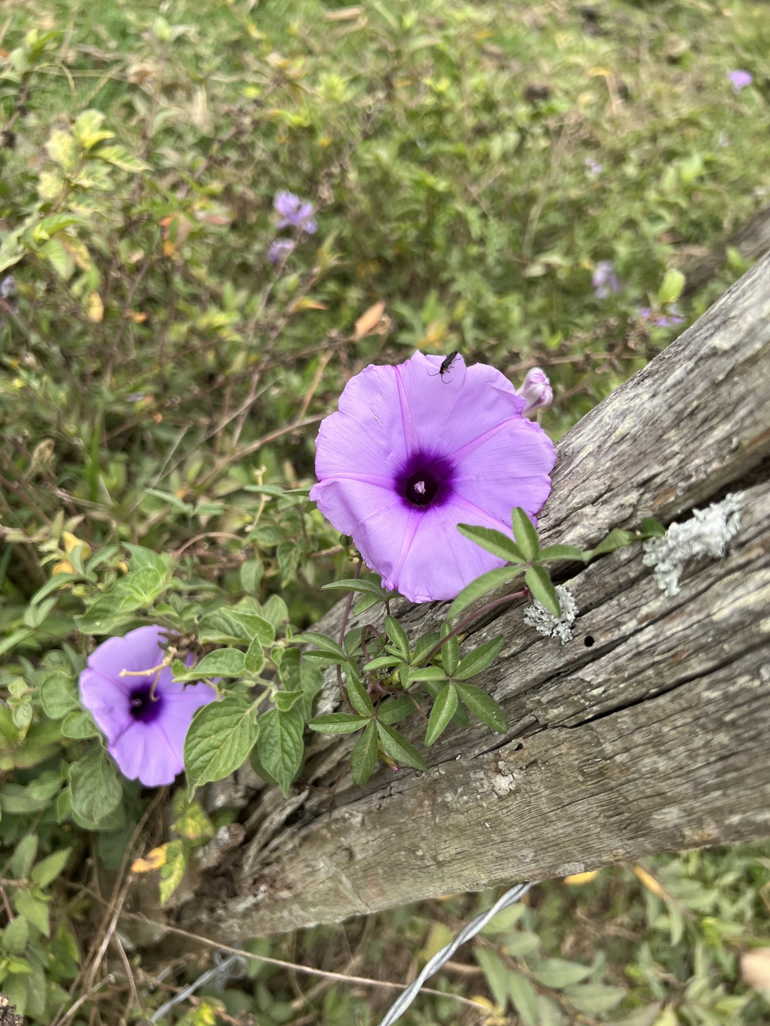 Ipomoea cairica