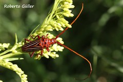 Chydarteres striatus