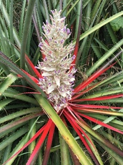 Bromelia antiacantha