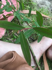 Phyllanthus sellowianus