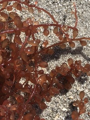 Botryocladia occidentalis