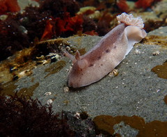 Alloiodoris lanuginata