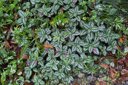 Impatiens marianae, photograph 4