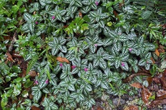Impatiens marianae, photograph (c) Cole Wolf, some rights reserved (CC BY)