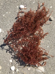 Botryocladia occidentalis