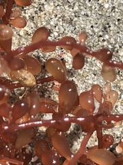 Botryocladia occidentalis