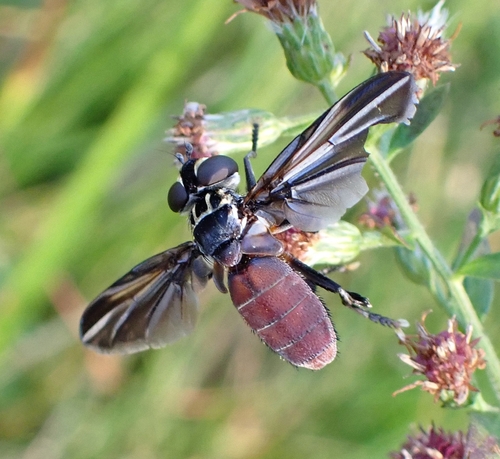 Unknown species found near Black Brook Preserve