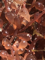 Botryocladia occidentalis