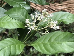 Psychotria carthagenensis