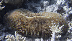 Ctenactis echinata