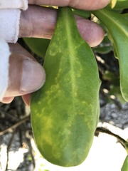 Cucumber mosaic virus