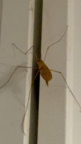 Unknown species found near Manchester
