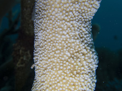 Acropora muricata