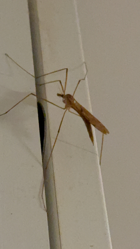 Unknown species found near Manchester