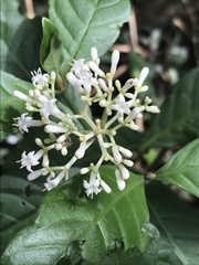 Psychotria carthagenensis
