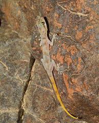 Asaccus gallagheri
