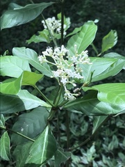 Psychotria carthagenensis