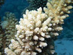 Acropora florida