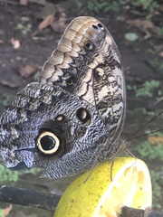 Caligo telamonius