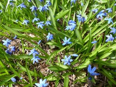 Scilla siberica