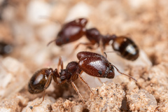 Pheidole xerophila