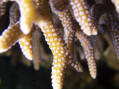 Seriatopora caliendrum