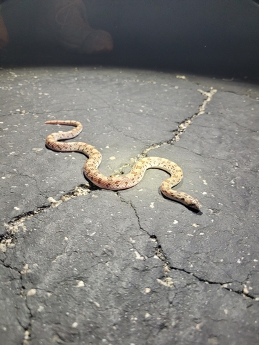 Western Leaf-nosed Snake