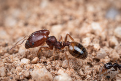 Pheidole xerophila