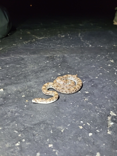 Western Leaf-nosed Snake