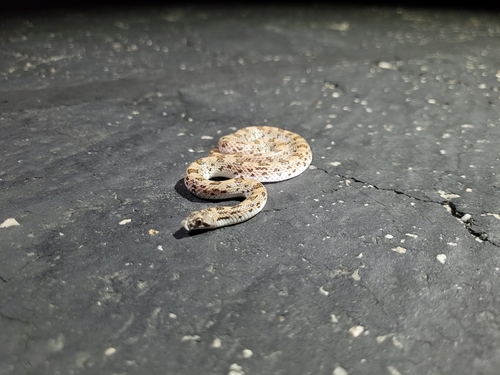 Western Leaf-nosed Snake