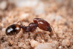 Pheidole xerophila