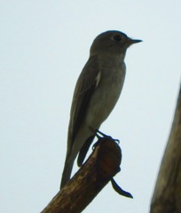 Muscicapa dauurica