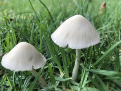Conocybe apala