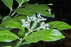 Psychotria carthagenensis