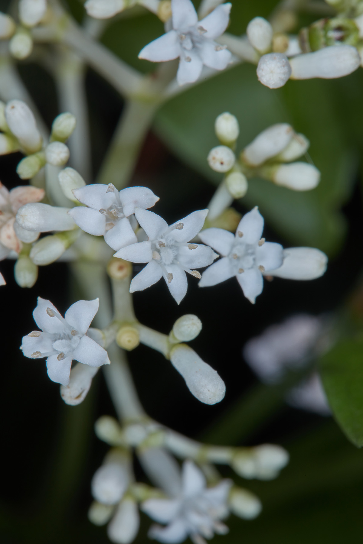 Jazmín de la Costa (Psychotria carthagenensis) · NaturaLista Colombia