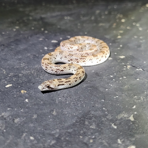 Western Leaf-nosed Snake