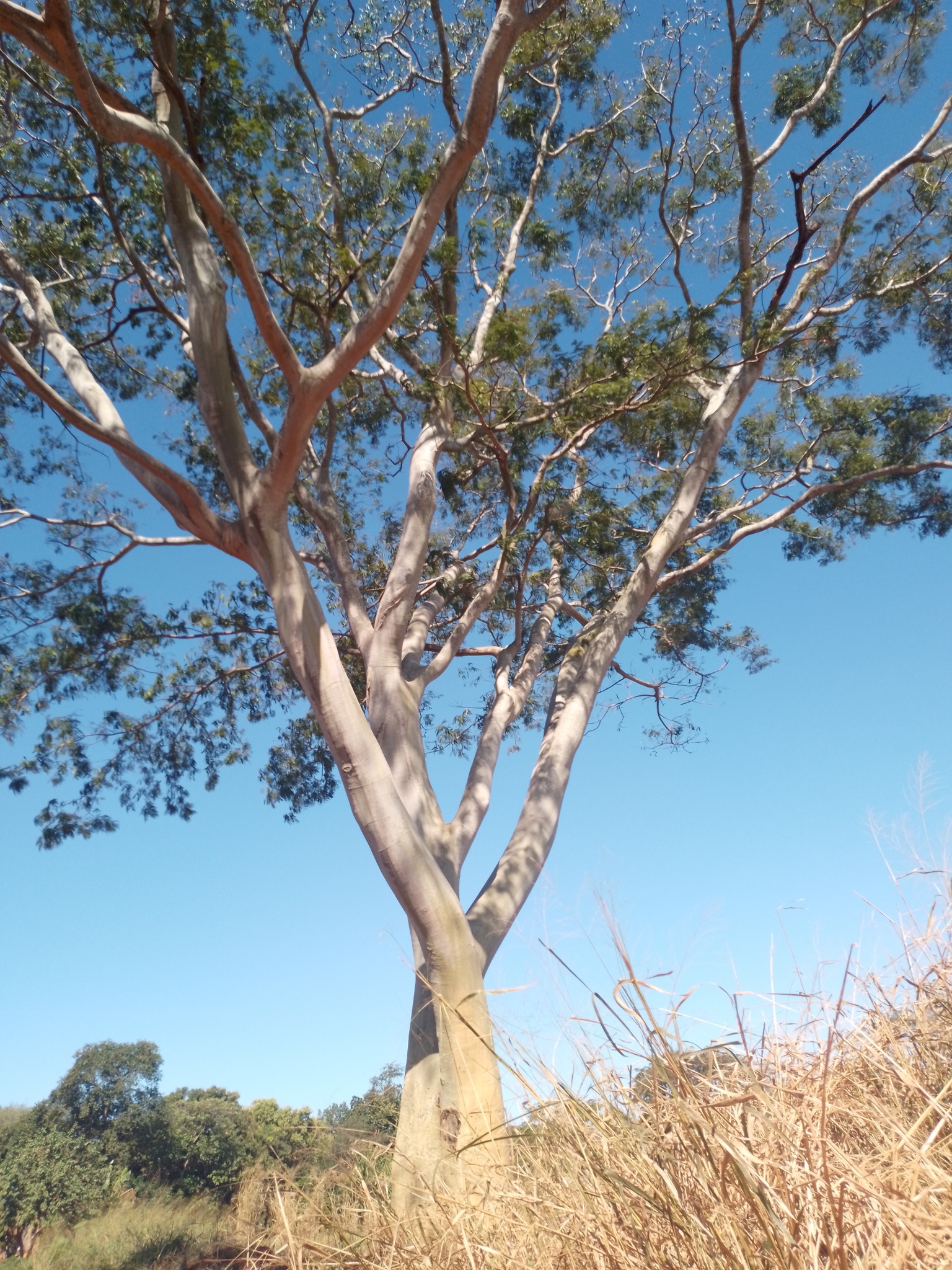 Pseudalbizzia niopoides