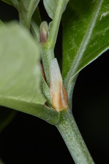 Psychotria carthagenensis