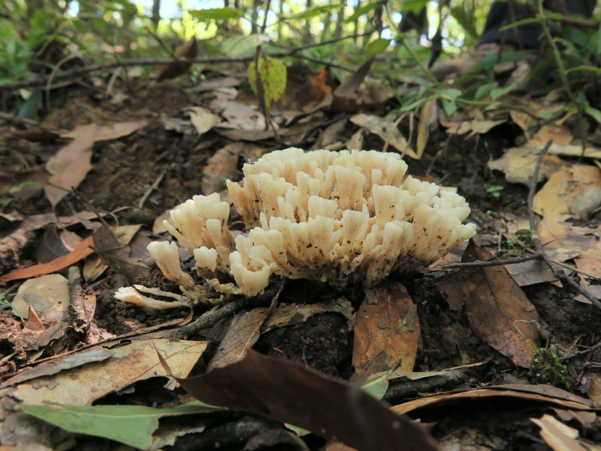 Sebacina schweinitzii image
