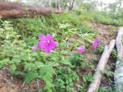 Mirabilis grandiflora