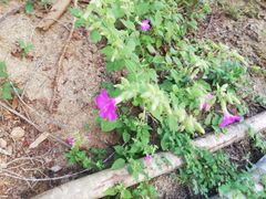 Mirabilis grandiflora