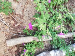 Mirabilis grandiflora
